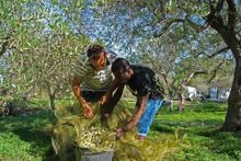 Olive harvest