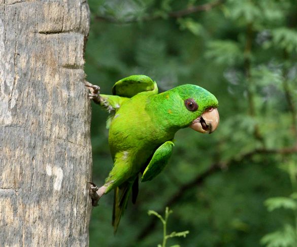 a protected wild green parrot in McAllen, Texas