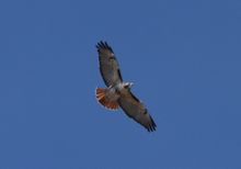Red Tailed Hawk