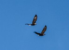 Bald Eagles