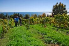 Apple orchards in Prince Edward County, Ontario, Canada