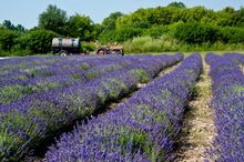 Lavender Fields, Prince Edward County, Ontario, Canada