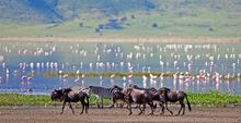 Highlands Ngorongoro -Wildebeest and Flamingos