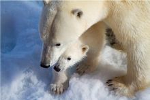 Mummy And Baby Polar Bear