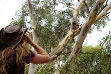 watching wild koalas respectfully