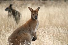 Red-necked & Swamp Wallabies