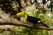 Keel billed toucan, Belize