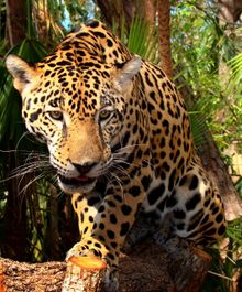 Jaguar, Belize