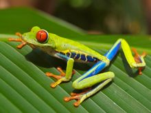Red eyed tree frog, Costa Rica