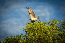 Sparrow hawk, El Salvador
