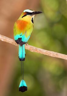 Turquoise browed motmot, El Salvador