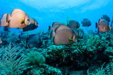 Belize Barrier Reef