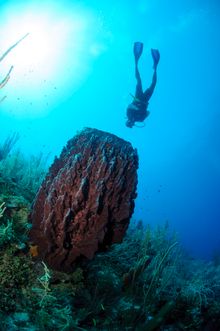 Diving in Belize