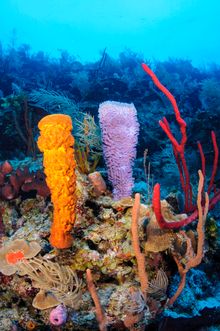 Belize Barrier Reef