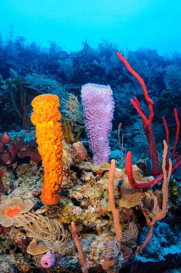 Belize Barrier Reef