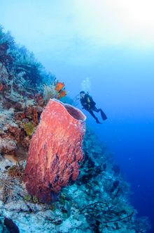 Diving in Belize