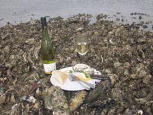 Oyster Safari in the Wadden Sea National Park, Denmark