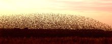 Black Sun - A starling flock murmuration