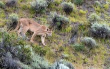 Pumas - Torres del Paine 