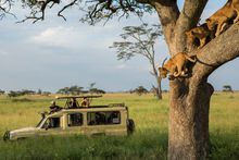 Travellers with tour guide photographing Lion cubs in tree on a game drive in the Serengeti. 
