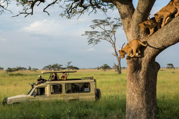 Travellers with tour guide photographing Lion cubs in tree on a game drive in the Serengeti. 