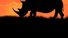 Rhino