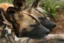 Painted Dog Conservation - Stubborn Mule Travel 
