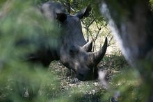 Rhino in Matobo Hills National Park - Stubborn Mule Travel 