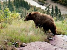 Montana Wildlife