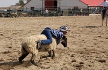 Mutton Busting