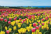 Blooming Tulips Festival