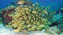 Golden grunts gather on a reef in the Florida Keys National Marine Sanctuary off of Key Largo