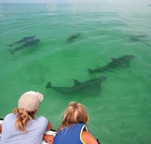 Observing wild dolphins is a popular visitor activity in the Florida Keys sanctuary