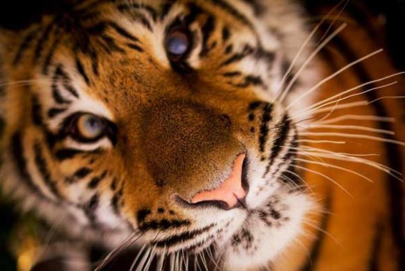 TreadRight Animal Welfare Policy
