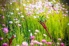 Wildflower season