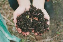 Organic Garden Trail