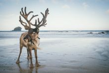 Gwel an Mor's reindeer, Lowen and Nadelik (Merry Christmas In Cornish) on the beach at Portreath in Cornwall.  Pictured is Lowen