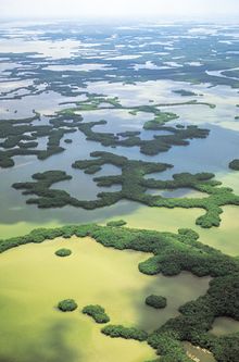 Ten Thousand Islands aerial view.