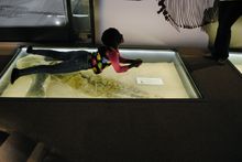 Floor display of a ichthyosaur paddle at the Nevada State Museum, Las Vegas. Credit: Nevada State Museum, Las Vegas