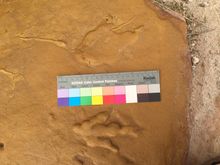Dinosaur footprints at Springs Preserve cultural center in Las Vegas. Credit: Springs Preserve