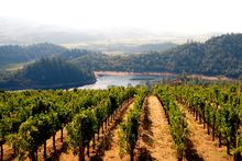 Vineyard,Visit California,Blaise