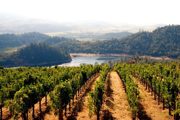 Vineyard,Visit California,Blaise