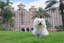 Rosen Shingle Creek - Dog Friendly Hotel