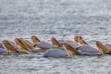 Lake Elmenteita Serena Camp - pelicans