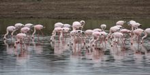 Lake Elmenteita Serena Camp flamingos
