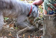 To Tuscany: Truffle-hunting season