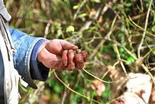 To Tuscany: Truffle-hunting season