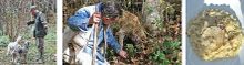 To Tuscany: Truffle-hunting season