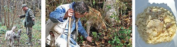 To Tuscany: Truffle-hunting season