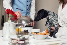 Palace Pups at Corinthia Hotels